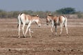 Indian wild ass LRK gujarat Royalty Free Stock Photo